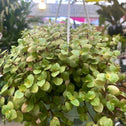 close up of callisia repens golden plant in hanging basket in plant nursery