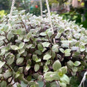 close up of callisia repens pink panther in a hanging nursery pot with pink and green variegated leaves