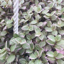 close up of callisia repens pink panther pink and green variegated leaves