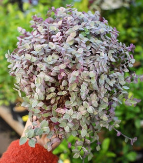 Callisia repens 'Pink Panther'
