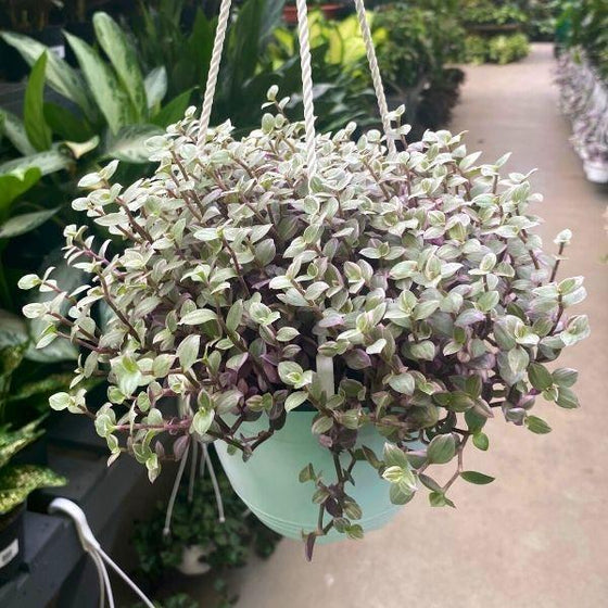 callisia repens pink panther in a hanging basket in plant nursery