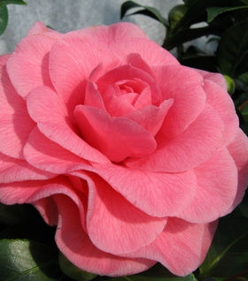 Camellia Ack-Scent