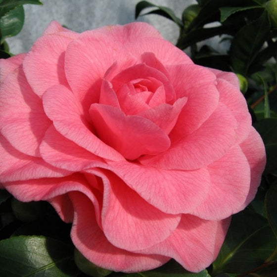 blooming landscaping pink evergreen flowering shrubs