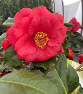 Camellia April Tryst
