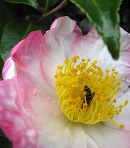 Camellia Hana Jiman