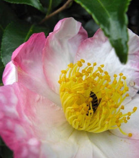 Camellia Hana Jiman