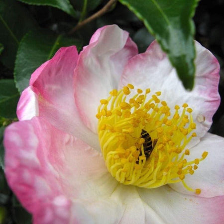 camellia-hana-jiman-