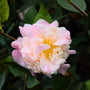 close up view of fluffy pink and white high fragrance camellia flowering in early spring