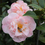 Buy Camellia High Fragrance for Sale Online