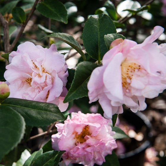 Camellia High Fragrance Plant for Sale | Garden Goods Direct