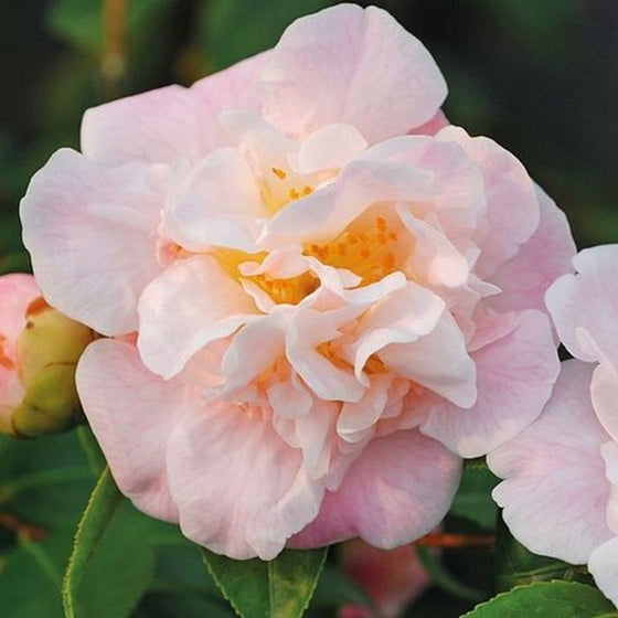 Peony-like Flowers of High Fragrance Camellia Japonica Plants