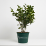 A potted green leafy houseplant in a dark green nursery pot with the text 'Bulbs Garden Goods' printed on the front, set against a clean white background.