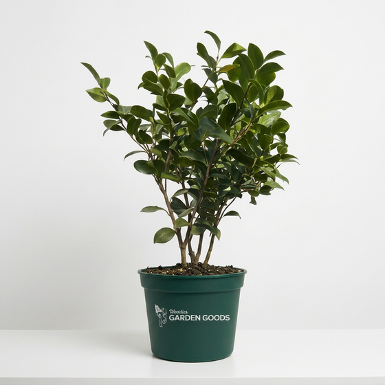 A potted green leafy houseplant in a dark green nursery pot with the text 'Bulbs Garden Goods' printed on the front, set against a clean white background.
