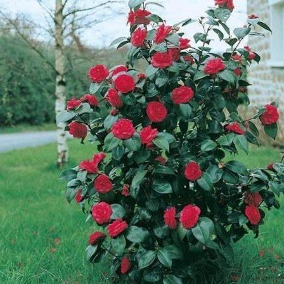 Kramer's Supreme Camellia - PlantingTree