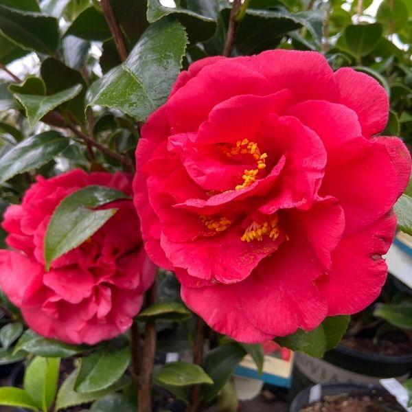 Kramer's Supreme Camellia for Sale | Red flowering Evergreen Shrub