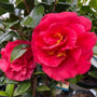 close up picture of red blooming Camellia Supreme