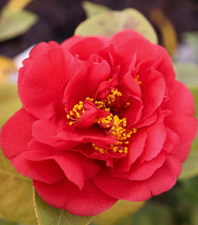 Camellia Kramer's Supreme