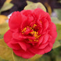 red ruffles of the kramers supreme spring blooming camellia