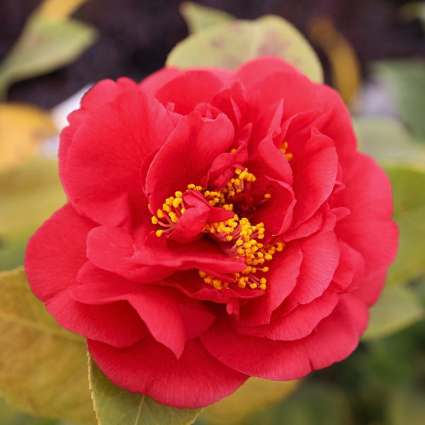 Kramer's Supreme Camellia for Sale | Red flowering Evergreen Shrub