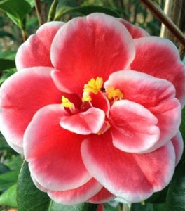 Camellia Sadaharu Oh