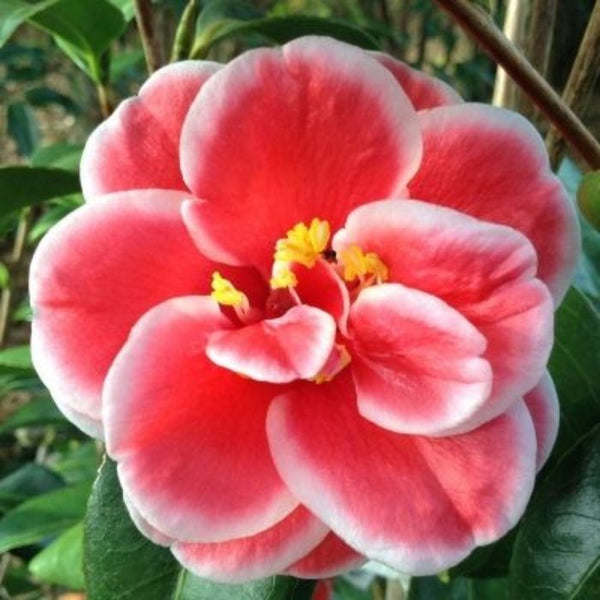 Sadaharu Oh Camellia Shrubs for Sale