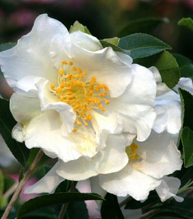 Camellia Setsugekka