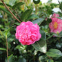 close up view of bubble gum pink blooms and deep evergreen foliage on camellia winters joy