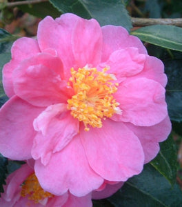 Winter's Joy Camellia