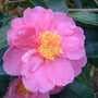 fuchsia pink Camellia Winter's Joy Shrubs flowers