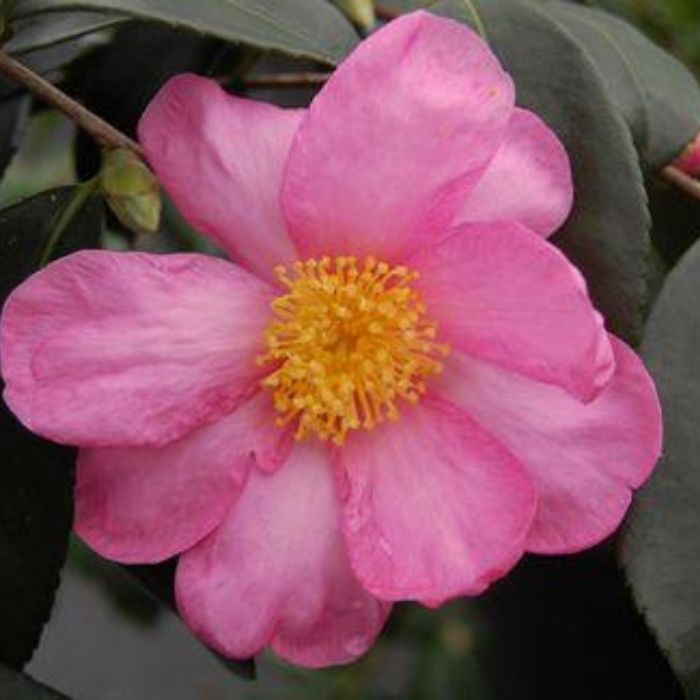 Winter's Star Camellia for Sale