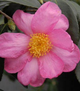 Camellia Winter's Star