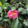 bright pink camellia winters joy bloom with golden yellow center