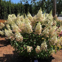 lava lamp candelabra shrub with creamy white flowers in full bloom