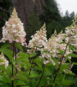 Candelabra Hydrangea