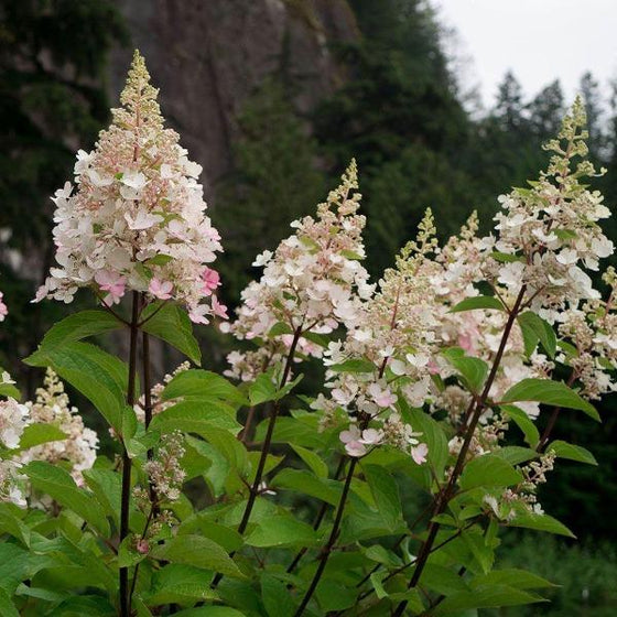 Candelabra Hydrangea for Sale Garden Goods Direct