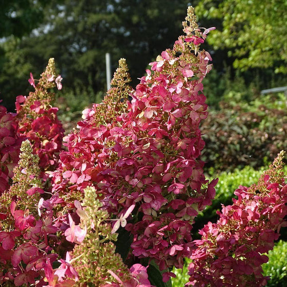 mature deep pink flower clusters of the lava lamp candelabra hydrangea