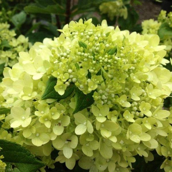 Candy Apple Hydrangea Shrubs for Sale | Garden Goods Direct