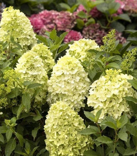 Candy Apple Hydrangea