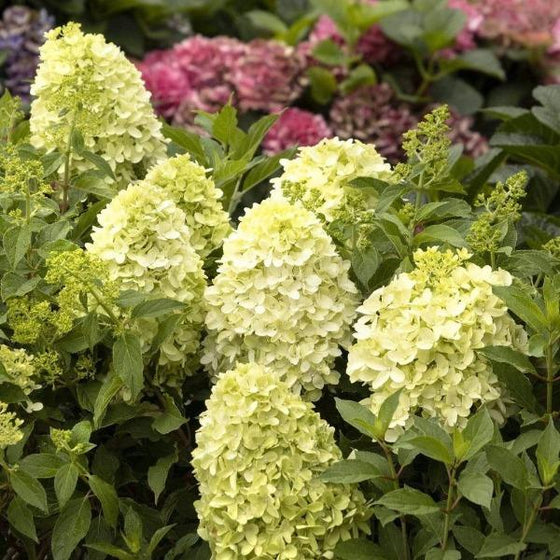 Candy Apple Hydrangeas with Lime Green Blooms and Green Foliage