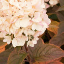 Candy Apple Hydrangea Foliage and Flowers Transition to Burgundy in the Fall