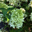 close look at the candy apply hydrangea  partially bloomed with light green blossoms