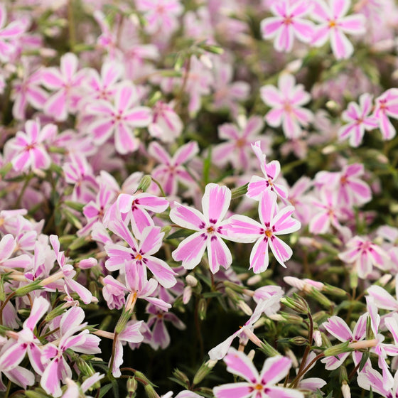 close up view of unique striped blooms on candy stripe phlox