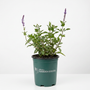 A potted green herb plant with purple flower spikes, shown in a dark green nursery pot with the text 'Mormorium Garden Goods' on a clean white background.