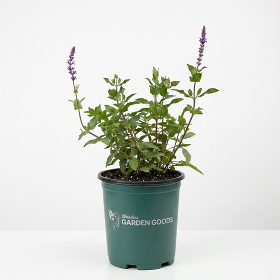 A potted green herb plant with purple flower spikes, shown in a dark green nursery pot with the text 'Mormorium Garden Goods' on a clean white background.