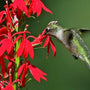Close up of hummingbird drinking nectar from the trumpet-shaped red blooms of Cardinal Flower