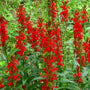 Lobelia cardinalis growing in a rain garden with scarlet flower spikes and moist soil