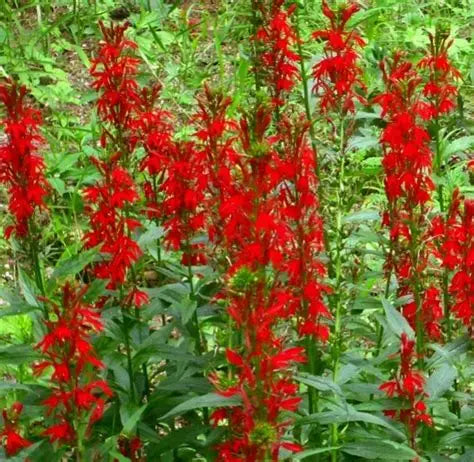 Lobelia cardinalis growing in a rain garden with scarlet flower spikes and moist soil