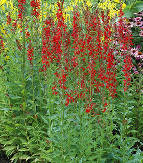 Cardinal Flower