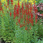 Cardinal Flower with bright scarlet-red flower spikes blooming in a moist native rain garden