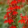 Close-up of Cardinal Flower red tubular blooms on upright Lobelia cardinalis flower spikes